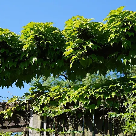 Toscana 德累斯顿